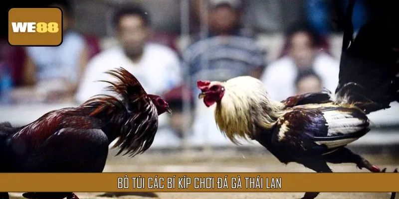 Bỏ túi các bí kíp chơi đá gà Thái Lan