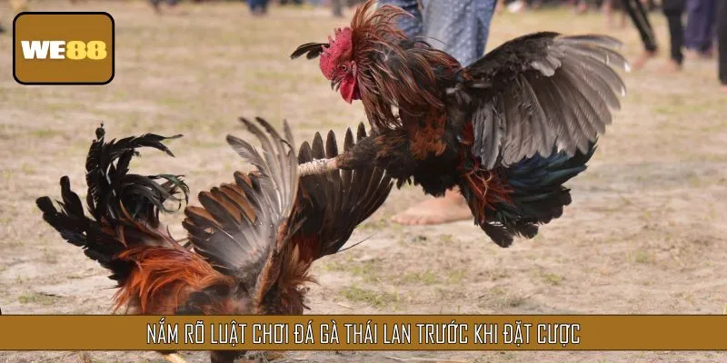 Nắm rõ luật chơi đá gà Thái Lan trước khi đặt cược