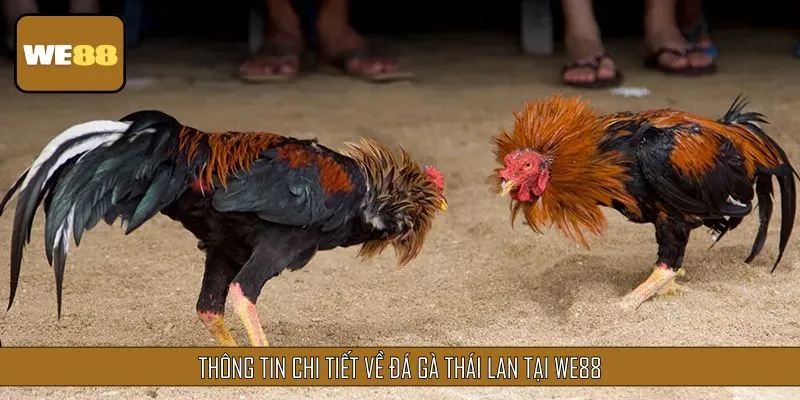 Thông tin chi tiết về đá gà Thái Lan tại WE88