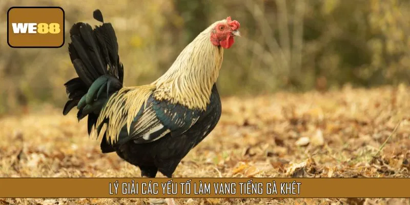 Lý giải các yếu tố làm vang tiếng gà khét