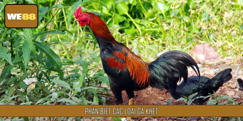Phân biệt các loại gà khét
