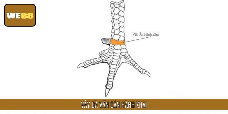 Vảy vấn cán hành khai có cách nhận biết khá đơn giản