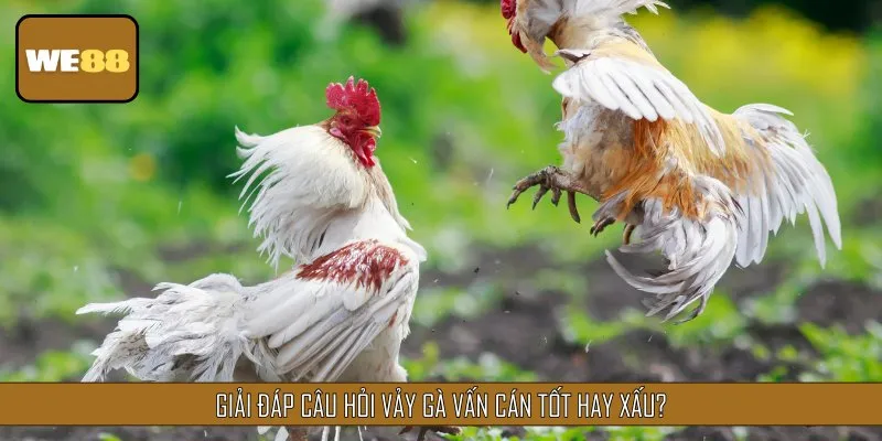 Vảy vấn cán tốt hay xấu còn có thể phụ thuộc vào từng vị trí