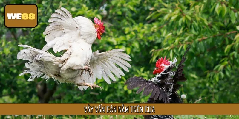 Vảy gà vấn cán nằm trên cựa được đánh giá cao về khả năng ra đòn