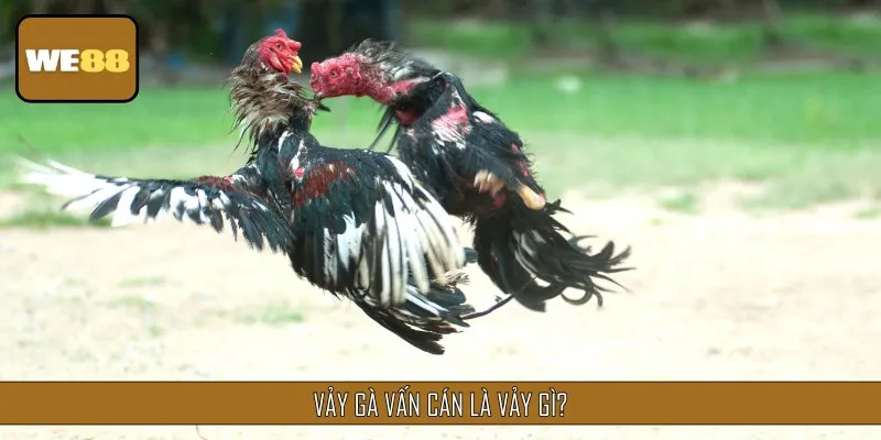 Vảy gà vấn cán là loại vảy có vị trí nằm ở gần cựa của chiến kê