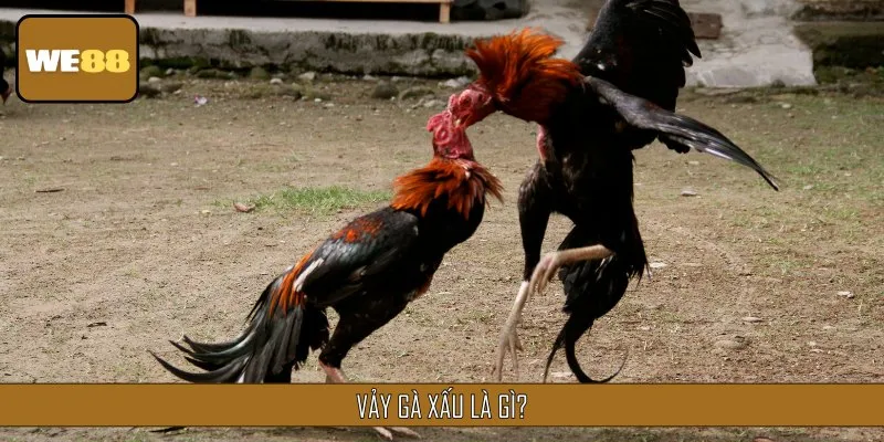 Vảy gà xấu là những loại vảy ảnh hưởng đến kết quả thi đấu của chiến kê
