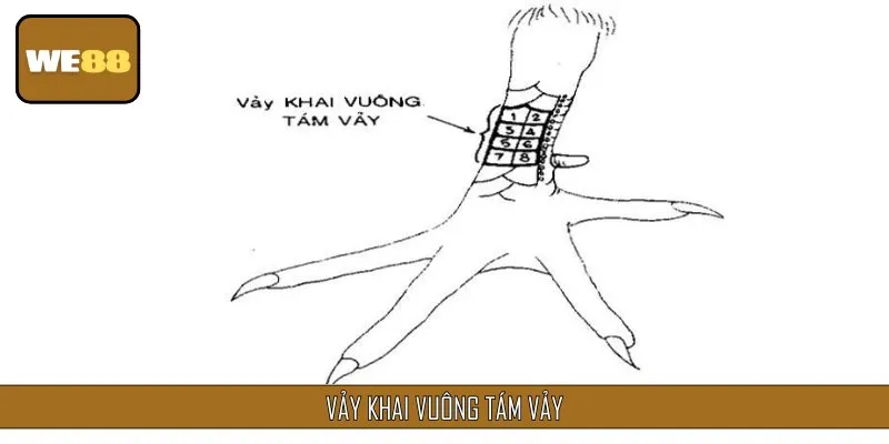 Vảy khai vuông tám vảy được cho là loại vảy gà xấu không nên nuôi