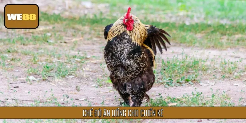Chế độ ăn uống cho các chiến kê sở hữu vảy gà Ngũ Quỷ