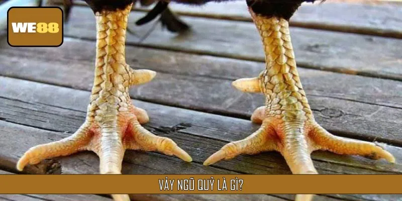 Vảy Ngũ Quỷ được biết đến là loại vảy đặc biệt gồm 5 chuỗi liên tiếp
