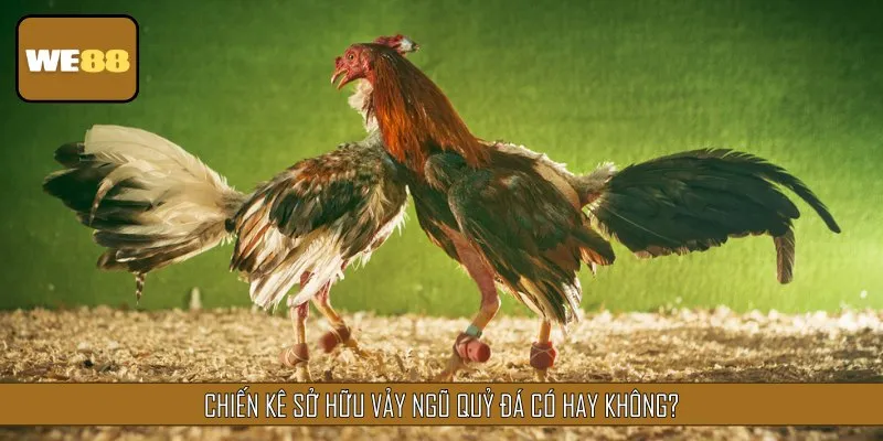 Chiến kê sở hữu vảy gà Ngũ Quỷ sở hữu sức mạnh dẻo dai, phi thường